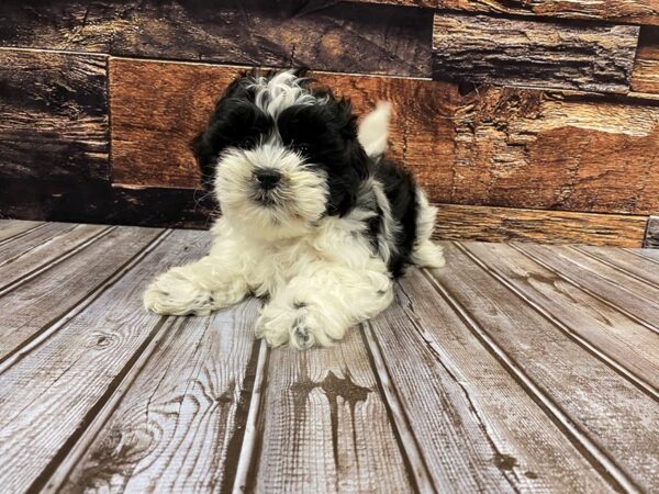Shihpoo DOG Male blk/wht 1186 Petland Nashville, Tennessee