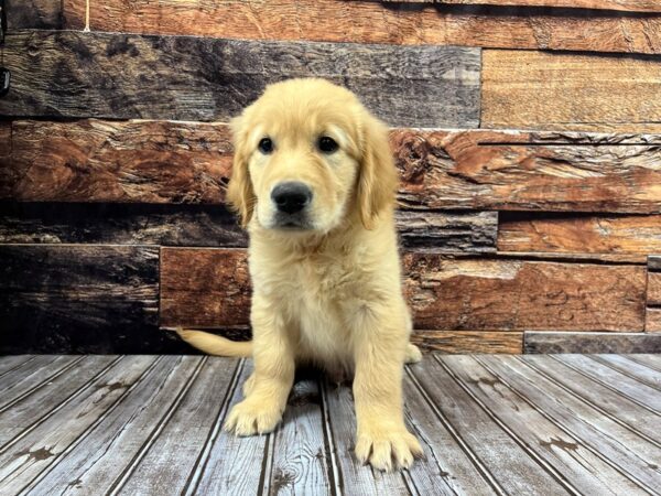 Golden Retriever DOG Male golden 1199 Petland Nashville, Tennessee