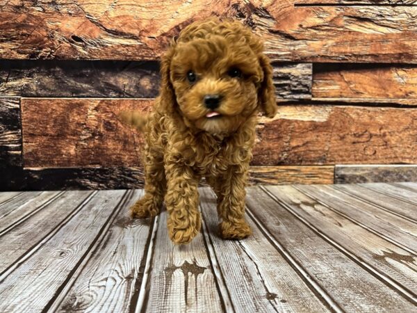 Cavapoo DOG Female apricot 1201 Petland Nashville, Tennessee