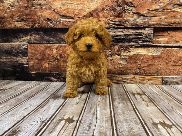 Cavapoo DOG Female Red 1205 Petland Nashville, Tennessee