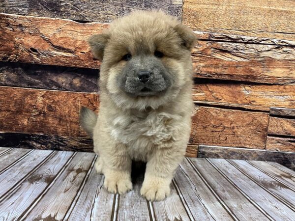 Chow Chow-DOG-Female-Blue-1213-Petland Nashville, Tennessee