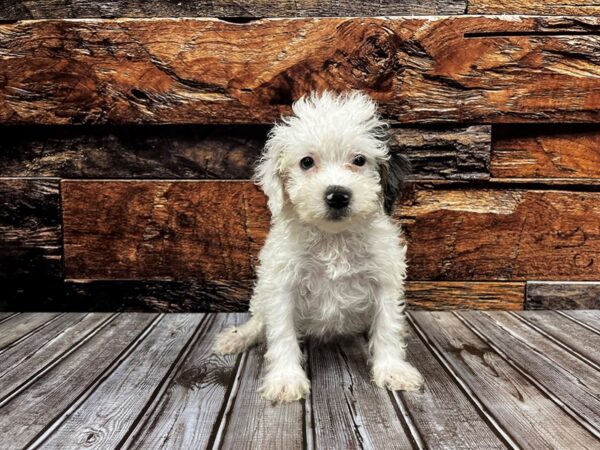 F2 Mini Bernadoodle-DOG-Female-Gray & White-1215-Petland Nashville, Tennessee
