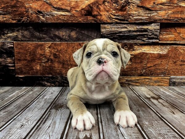 Old English Bulldog-DOG-Female-BLUE MERLE-1217-Petland Nashville, Tennessee