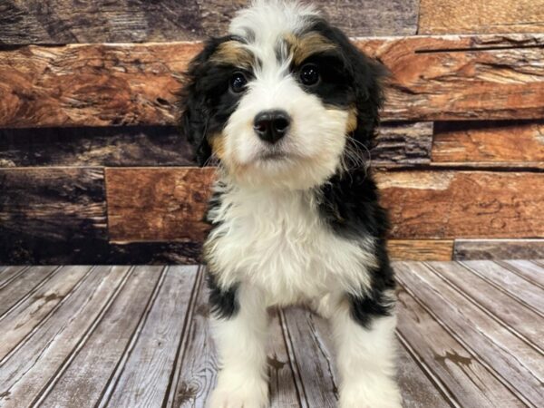 Mini Bernadoodle-DOG-Male-Tri-1221-Petland Nashville, Tennessee