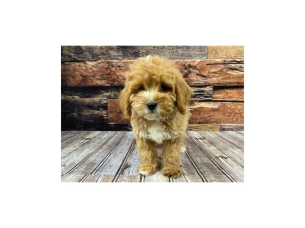 Miniature Goldendoodle-DOG-Male-red-1207-Petland Nashville, Tennessee