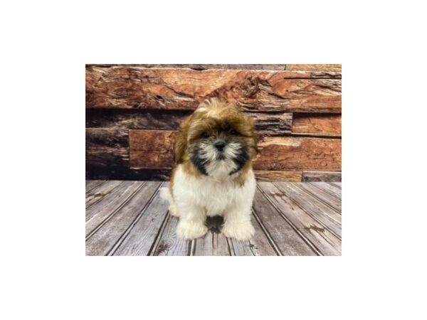 Shih Tzu DOG Male Gold / White 1234 Petland Nashville, Tennessee