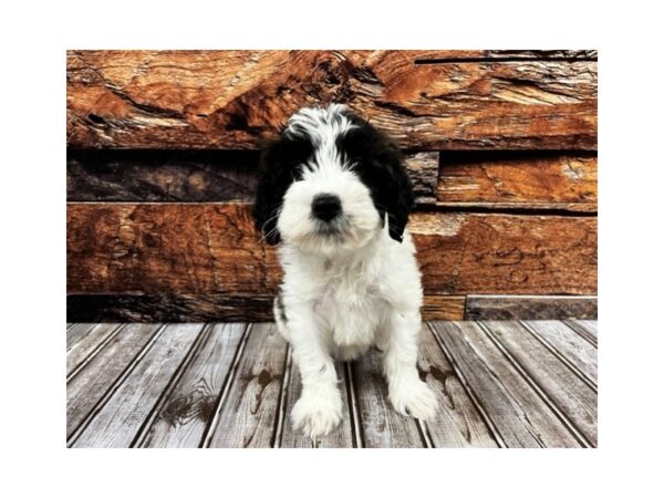 Goldendoodle Mini F1b DOG Female Chocolate / White 1237 Petland Nashville, Tennessee