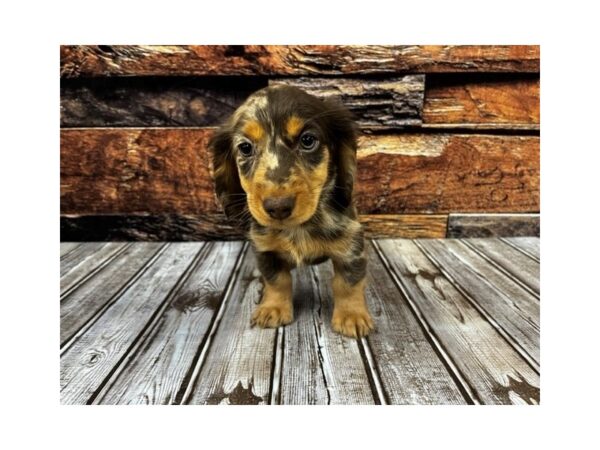 Dachshund DOG Female silver dapple 1243 Petland Nashville, Tennessee