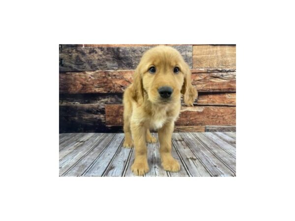 Golden Retriever DOG Male Dark Golden 1248 Petland Nashville, Tennessee