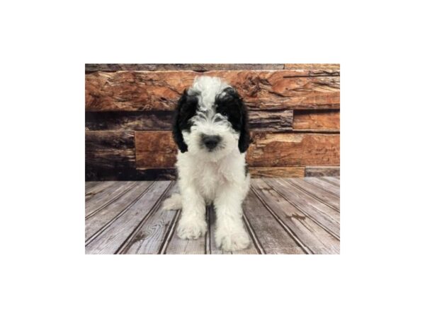 Cavapoo DOG Male Black 1246 Petland Nashville, Tennessee