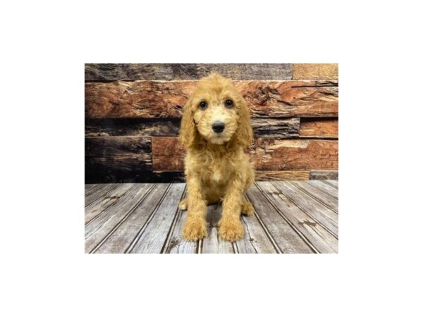 Goldendoodle-DOG-Female-Red-1255-Petland Nashville, Tennessee