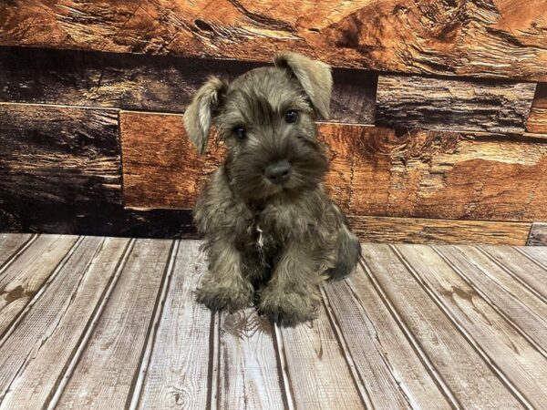 Miniature Schnauzer DOG Male Salt / Pepper 1261 Petland Nashville, Tennessee