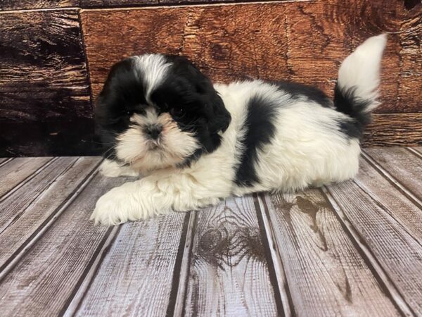 Shih Tzu DOG Male Black / White 1258 Petland Nashville, Tennessee