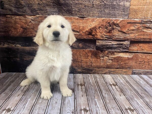 Golden Retriever DOG Male Light Golden 1257 Petland Nashville, Tennessee