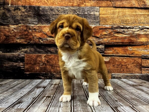 Mini Hippo DOG Female Chocolate Merle 1271 Petland Nashville, Tennessee