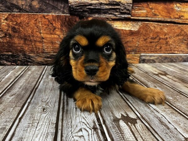 Cavalier King Charles Spaniel DOG Male Black / Tan 1276 Petland Nashville, Tennessee