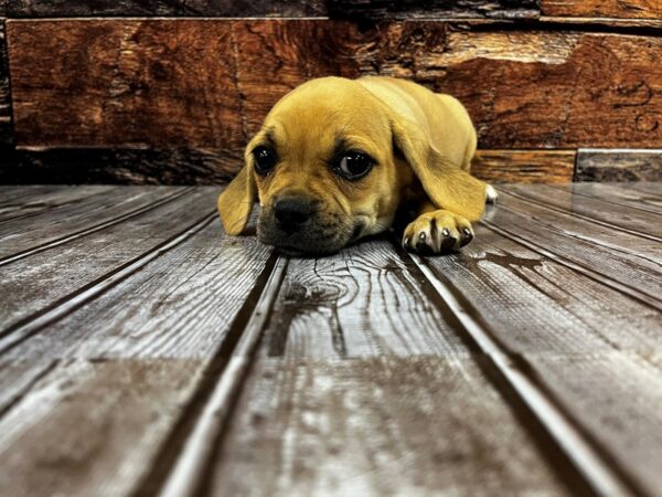 Puggle DOG Female fawn 1286 Petland Nashville, Tennessee