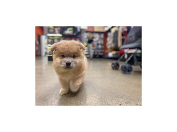 Chow Chow-DOG-Female-Cinnamon-1287-Petland Nashville, Tennessee