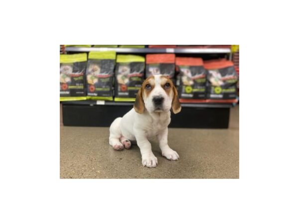 Walrus DOG Female Tri-Colored 1295 Petland Nashville, Tennessee