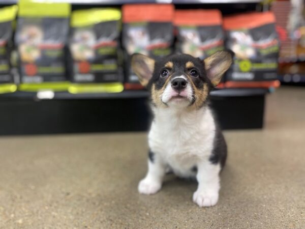 Pembroke Welsh Corgi DOG Female Black Tan / White 1292 Petland Nashville, Tennessee