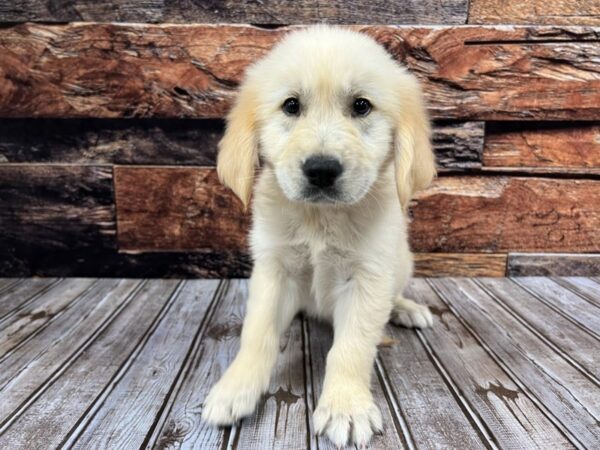 Golden Retriever DOG Male cream 1305 Petland Nashville, Tennessee