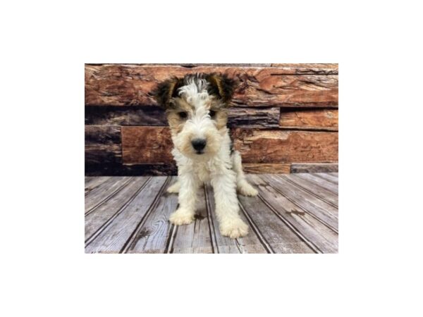 Wire Fox Terrier-DOG-Female-Black White / Tan-1300-Petland Nashville, Tennessee