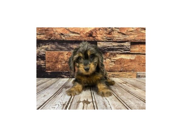 Dachshund DOG Male Blue dapple 1306 Petland Nashville, Tennessee