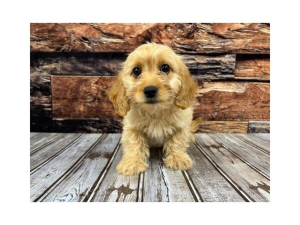 Miniature Goldendoodle-DOG-Female-Light Golden-1297-Petland Nashville, Tennessee