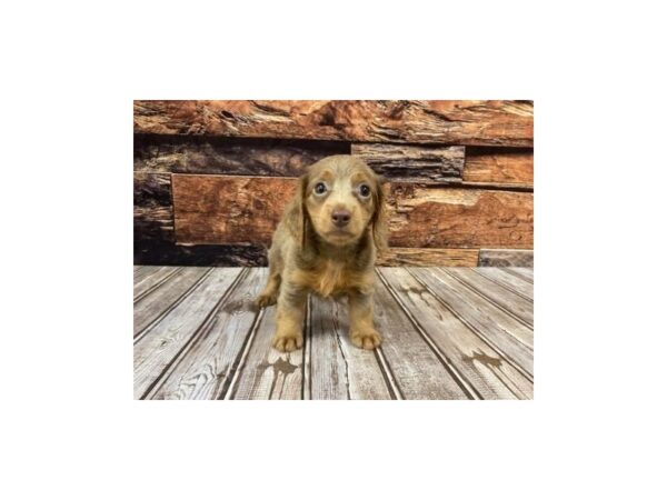 Dachshund-DOG-Female-Isabella-1308-Petland Nashville, Tennessee