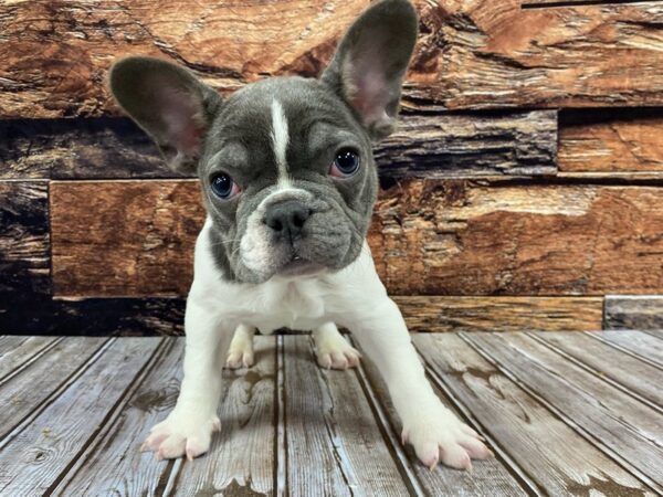 French Bulldog-DOG-Male-Blue-1312-Petland Nashville, Tennessee