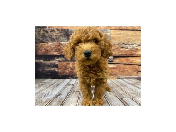 Miniature Goldendoodle DOG Female Red 1313 Petland Nashville, Tennessee