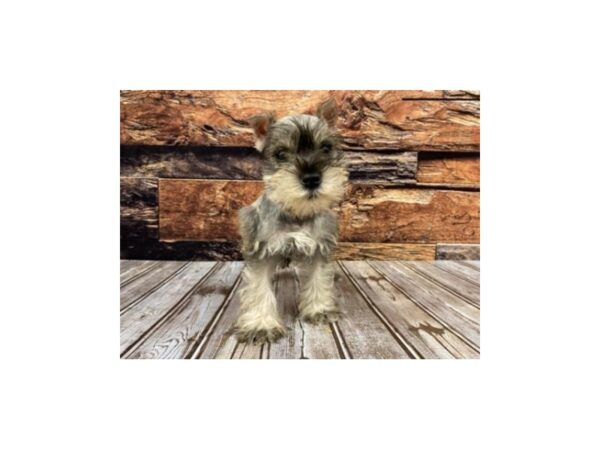 Miniature Schnauzer DOG Male Salt / Pepper 1310 Petland Nashville, Tennessee