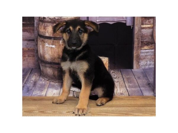 German Shepherd Dog-DOG-Female-Black / Tan-1330-Petland Nashville, Tennessee
