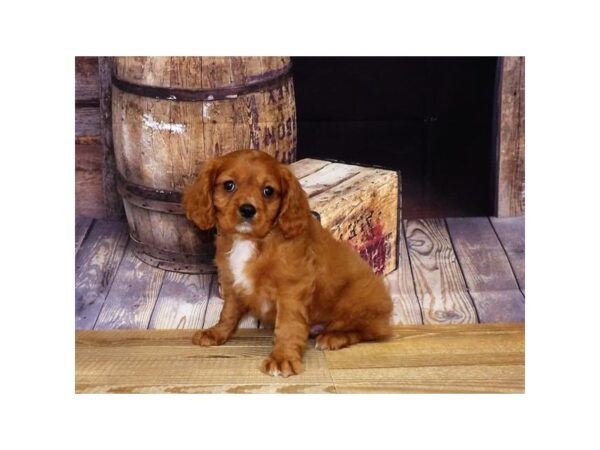 Cavalier King Charles Spaniel DOG Male Ruby 1331 Petland Nashville, Tennessee