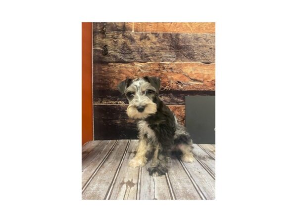 Miniature Schnauzer DOG Male Blue Merle 1328 Petland Nashville, Tennessee
