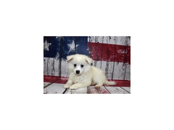American Eskimo-DOG-Female-White-1345-Petland Nashville, Tennessee