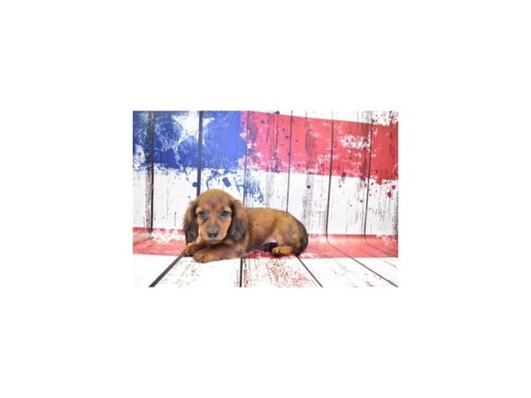 Dachshund DOG Female Red 1356 Petland Nashville, Tennessee