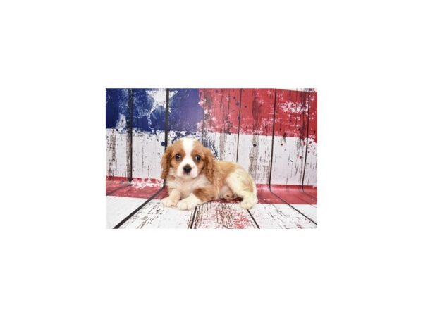 Cavalier King Charles Spaniel DOG Male Blenheim 1358 Petland Nashville, Tennessee