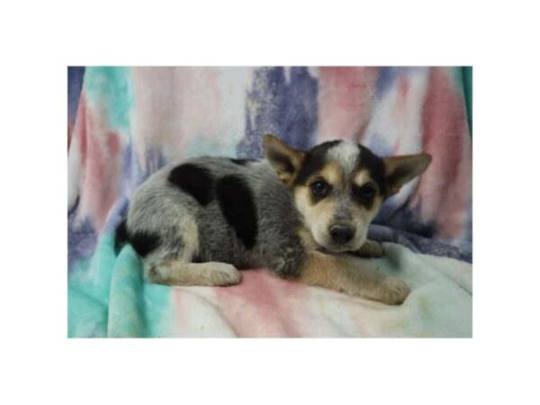Australian Cattle Dog DOG Male Blue 1360 Petland Nashville, Tennessee