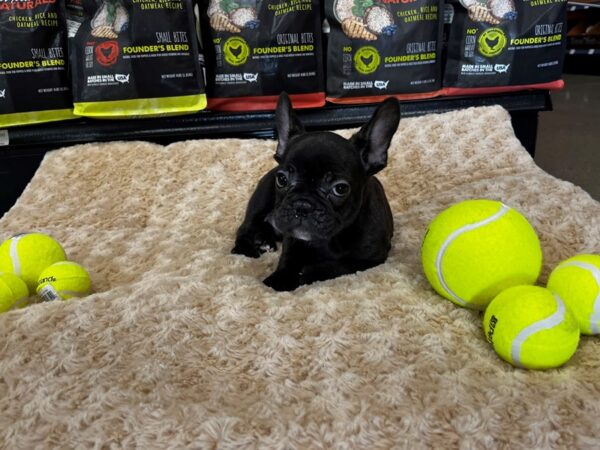French Bulldog DOG Male Brindle 1341 Petland Nashville, Tennessee