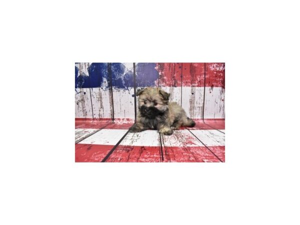 Malti-Pom DOG Male Grey Sable 1364 Petland Nashville, Tennessee