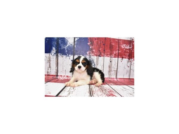 Cavalier King Charles Spaniel-DOG-Male-Black and White-1365-Petland Nashville, Tennessee