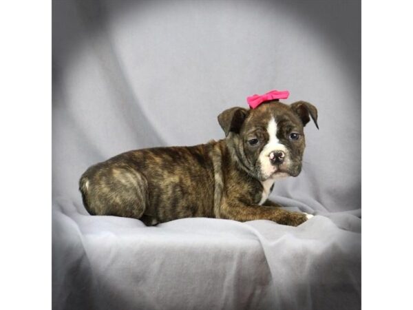 Victorian Bulldog-DOG-Female-brindle/White-1367-Petland Nashville, Tennessee