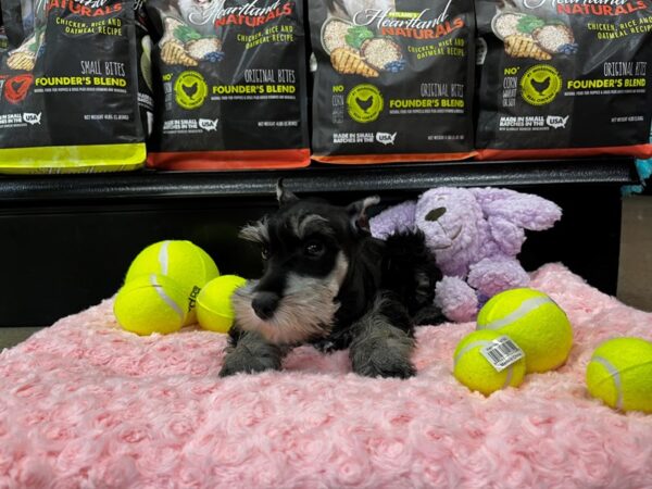 Miniature Schnauzer DOG Female Black / Silver 1370 Petland Nashville, Tennessee