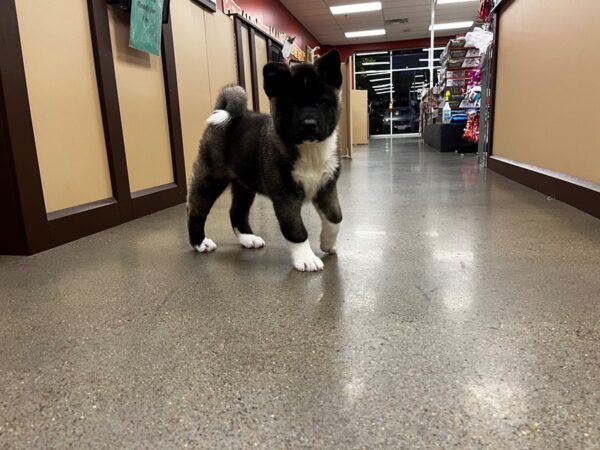 Akita DOG Male Sable / White 1363 Petland Nashville, Tennessee
