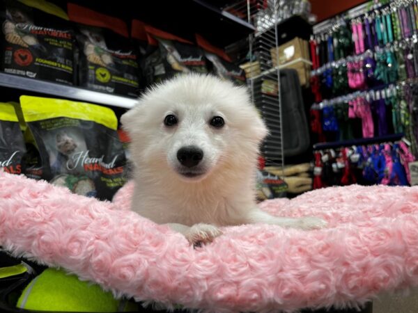 American Eskimo Dog DOG Female White 1352 Petland Nashville, Tennessee