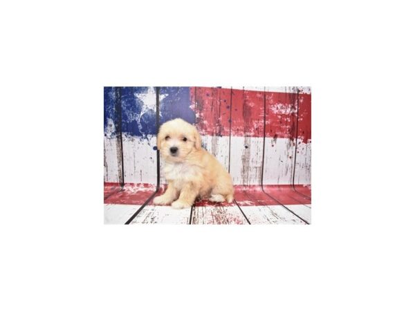 Chorkie-DOG-Female-Cream-1378-Petland Nashville, Tennessee