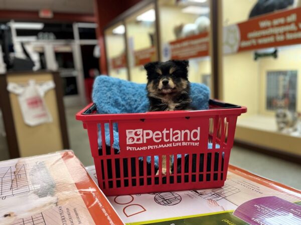 Pomsky 2nd Gen DOG Female Black / White 1380 Petland Nashville, Tennessee