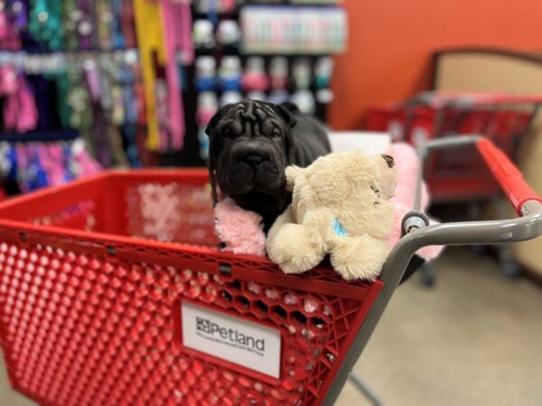 Ori Pei-DOG-Female-Black-1386-Petland Nashville, Tennessee