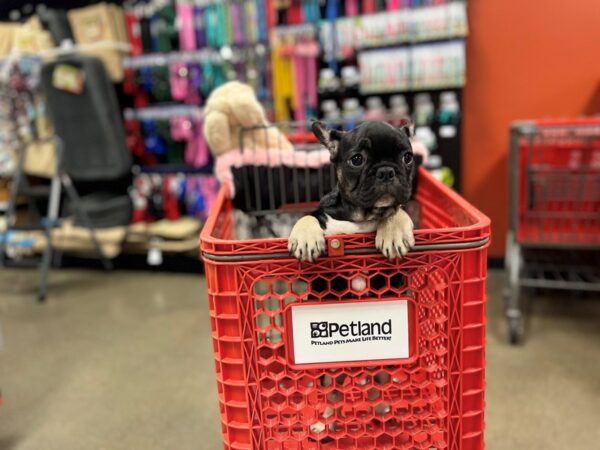 French Bulldog-DOG-Male-Black and Fawn-1377-Petland Nashville, Tennessee
